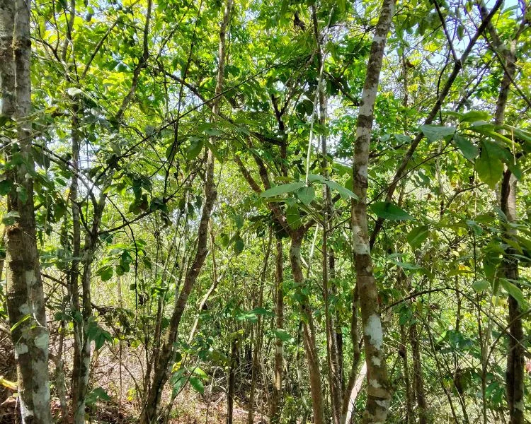 Foto 12