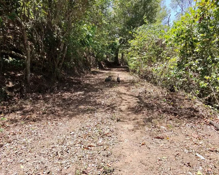 Foto 5