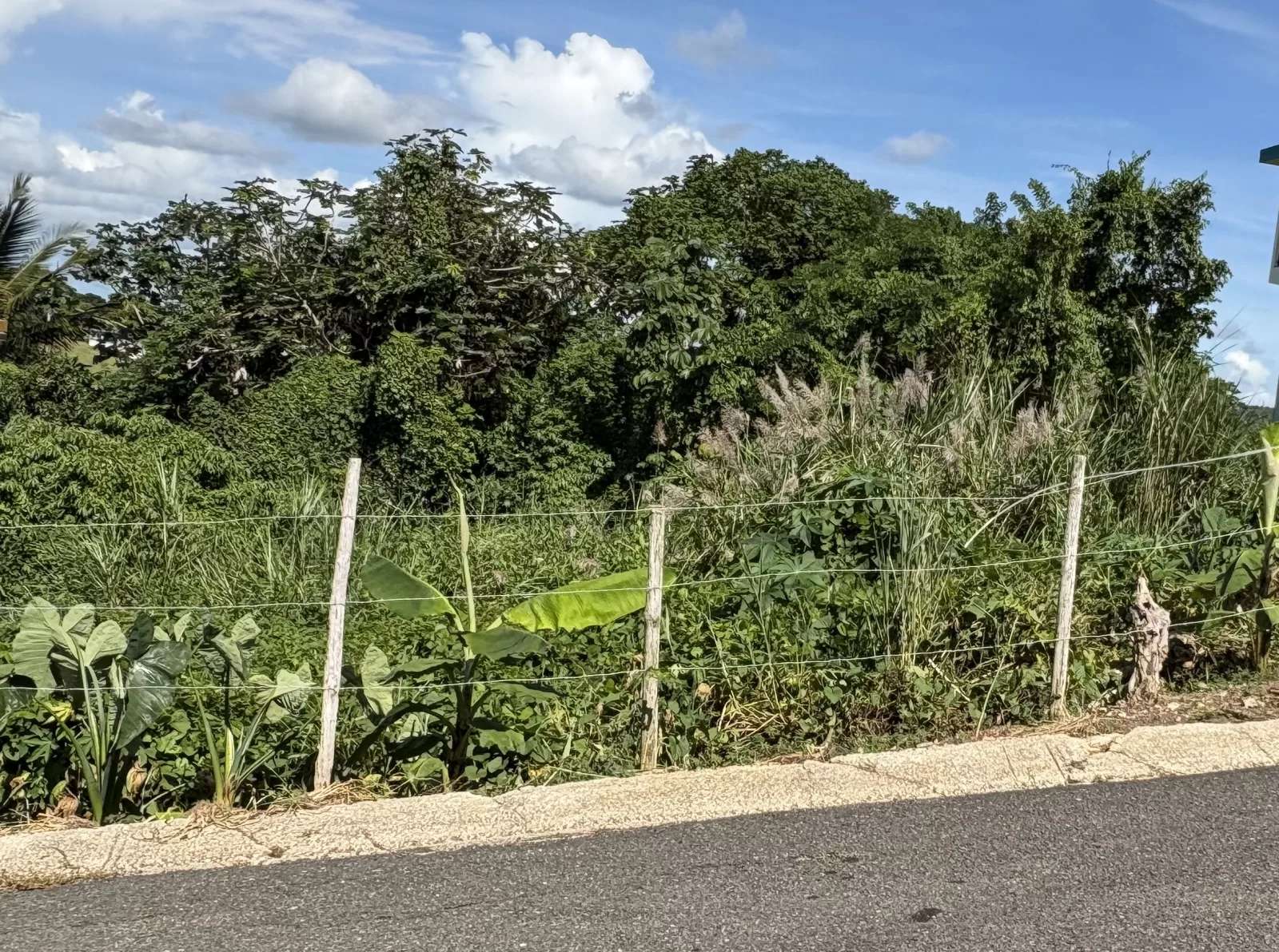 Terreno en Bo. Montellano, morovis - foto 6