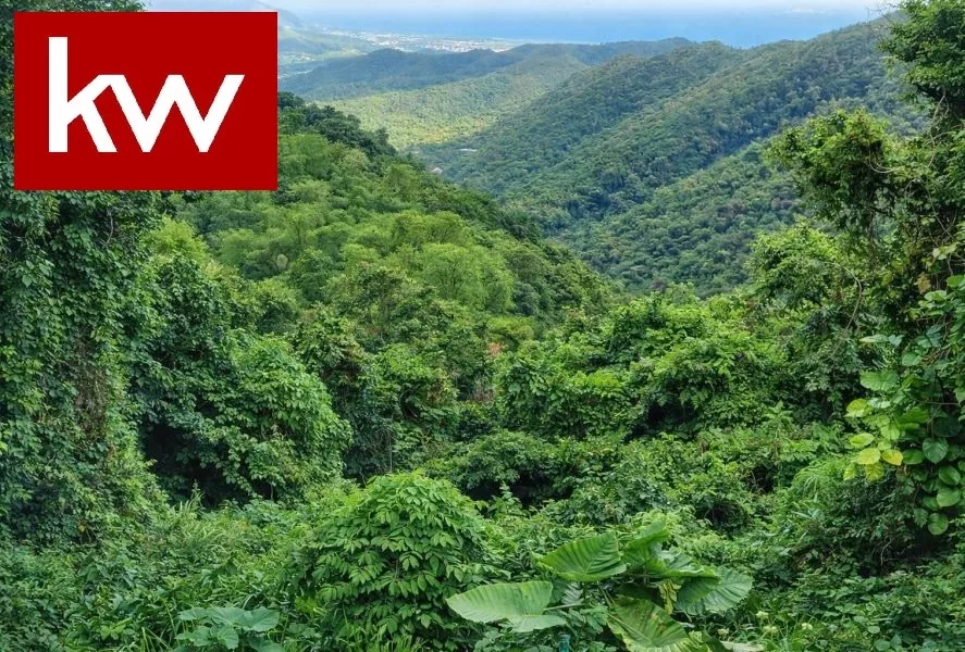 Bo. Las Palmas, Finca en Guayama