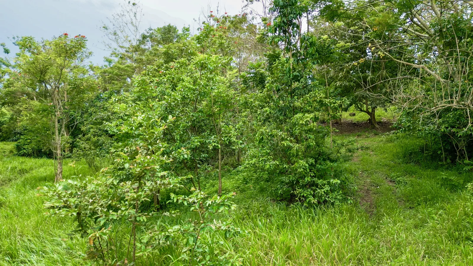 Foto 5