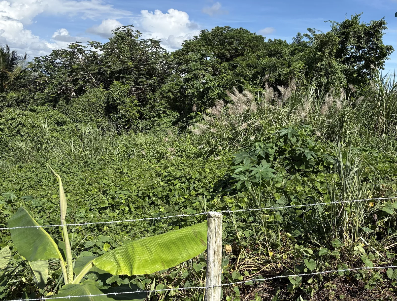 Terreno en Bo. Montellano, morovis - foto 4