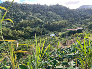 casas en venta o alquiler en Ciales