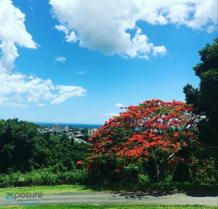 Barrio Mayaguez Arriba
