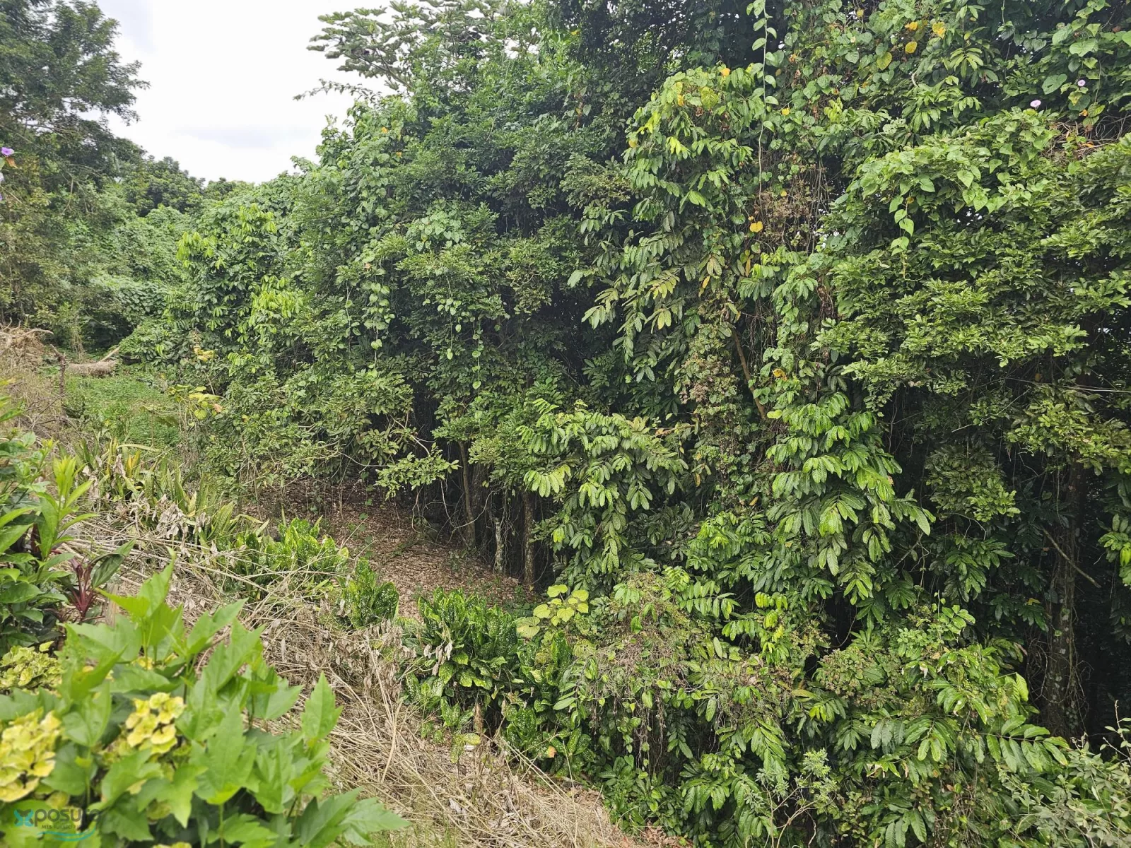 Foto 6