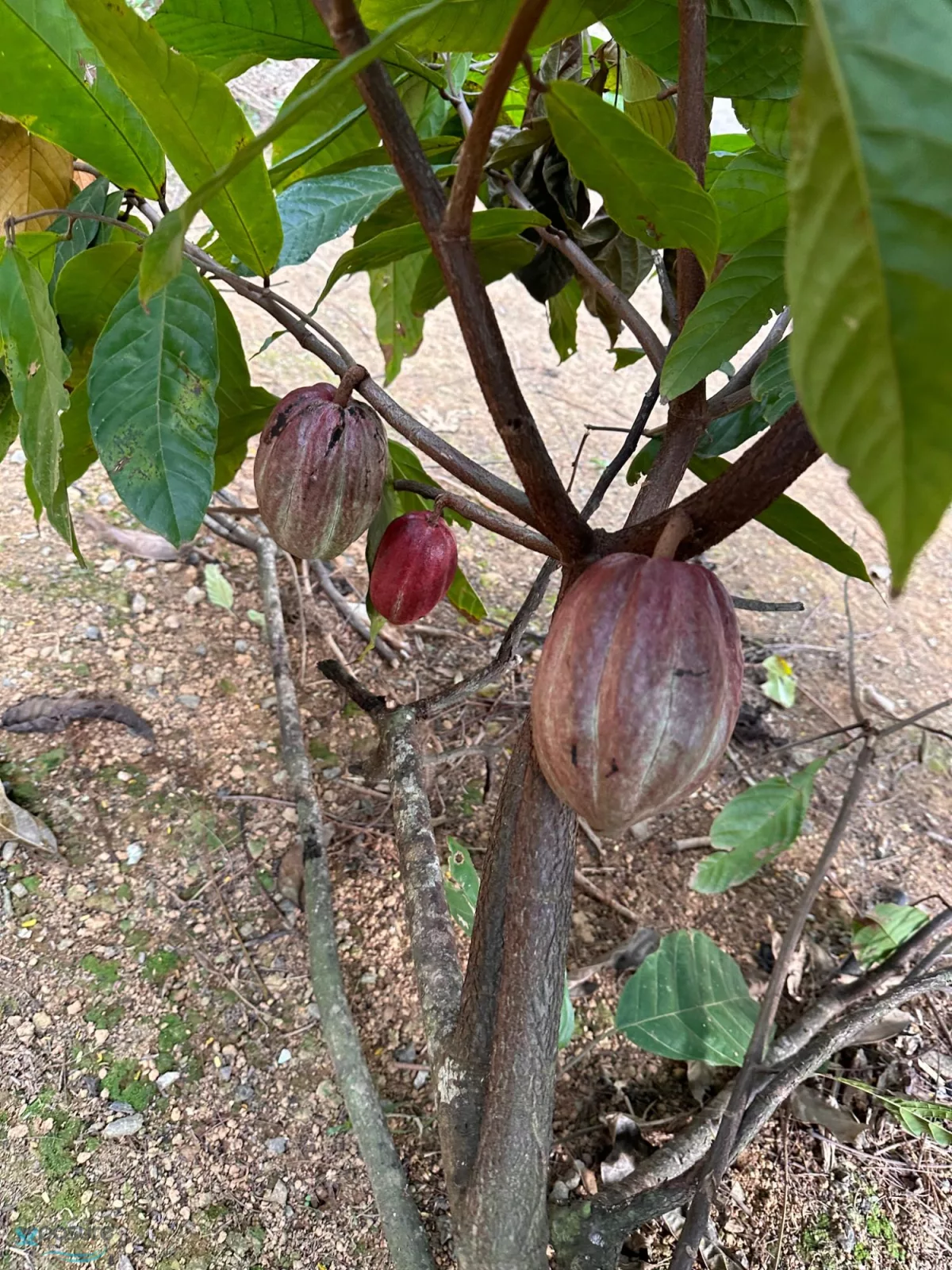 Foto 11