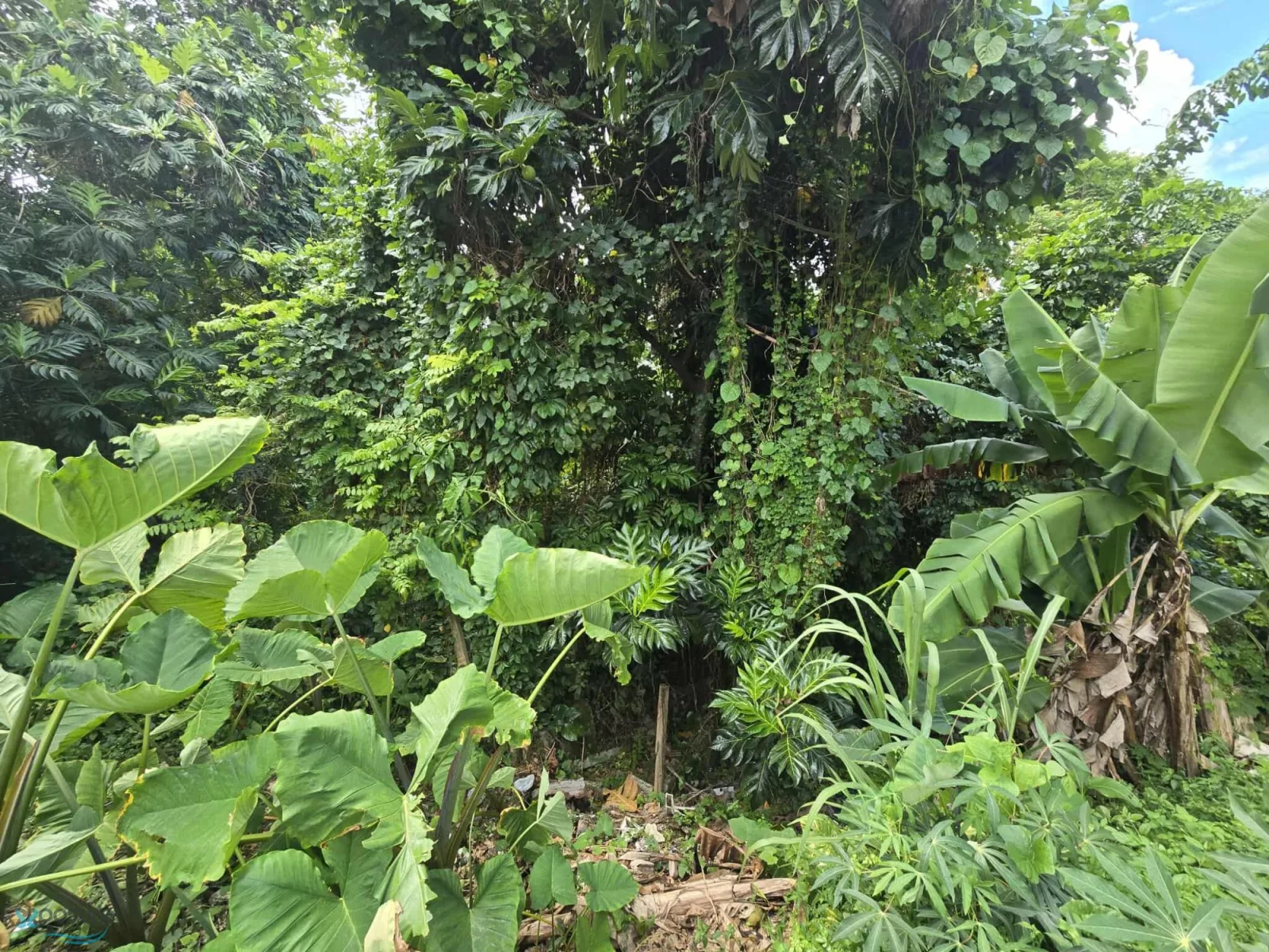 Foto 7