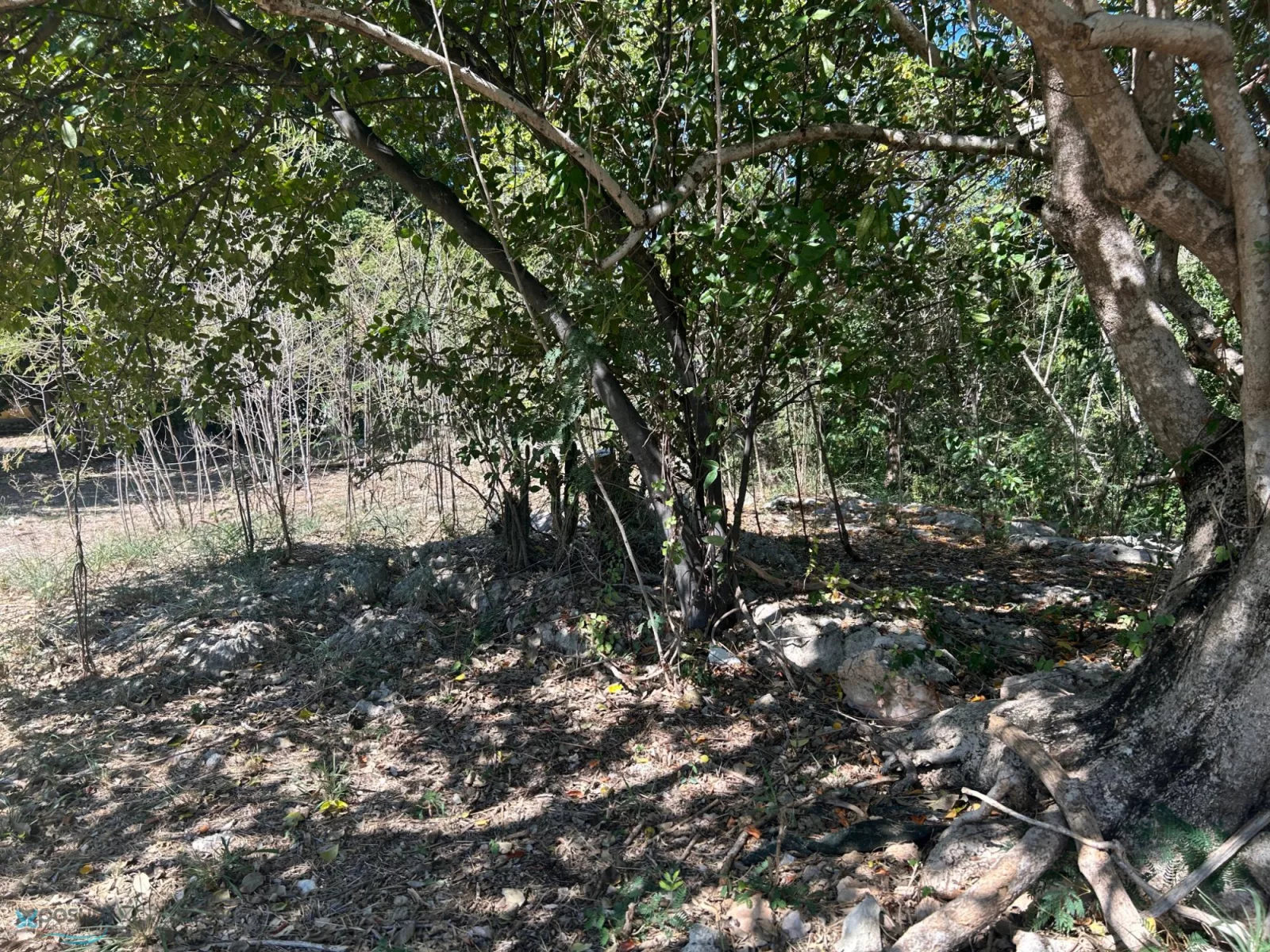 Foto 6