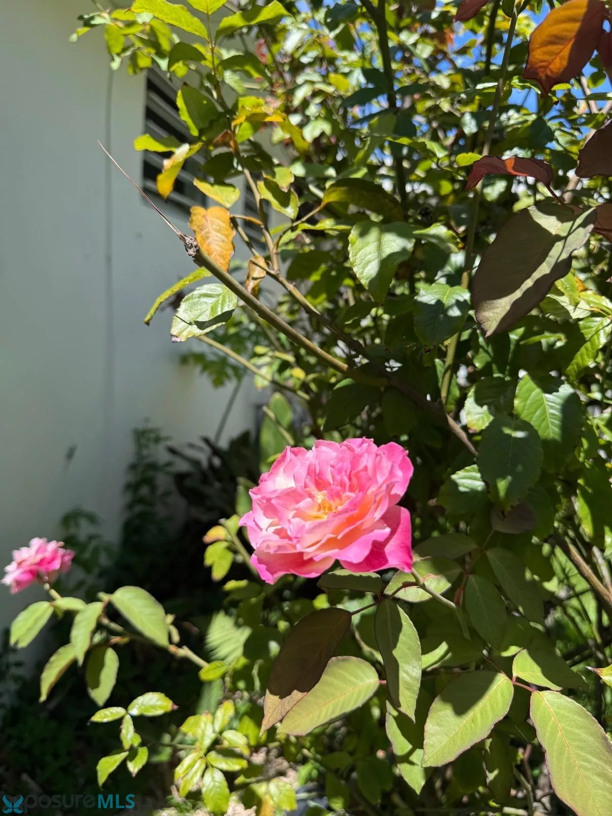 Foto 15