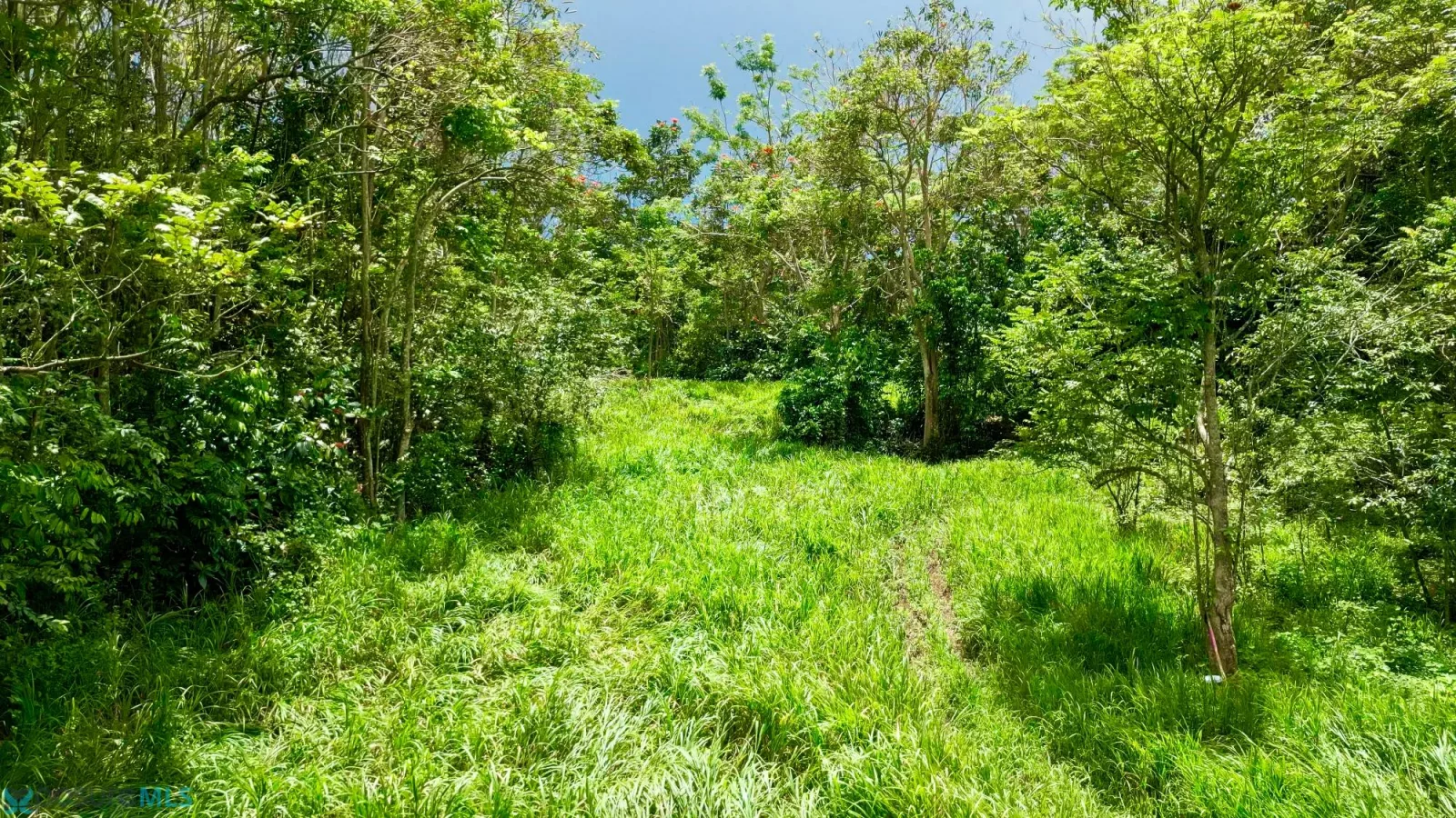 Terreno en Barrio Capa, moca - foto 10