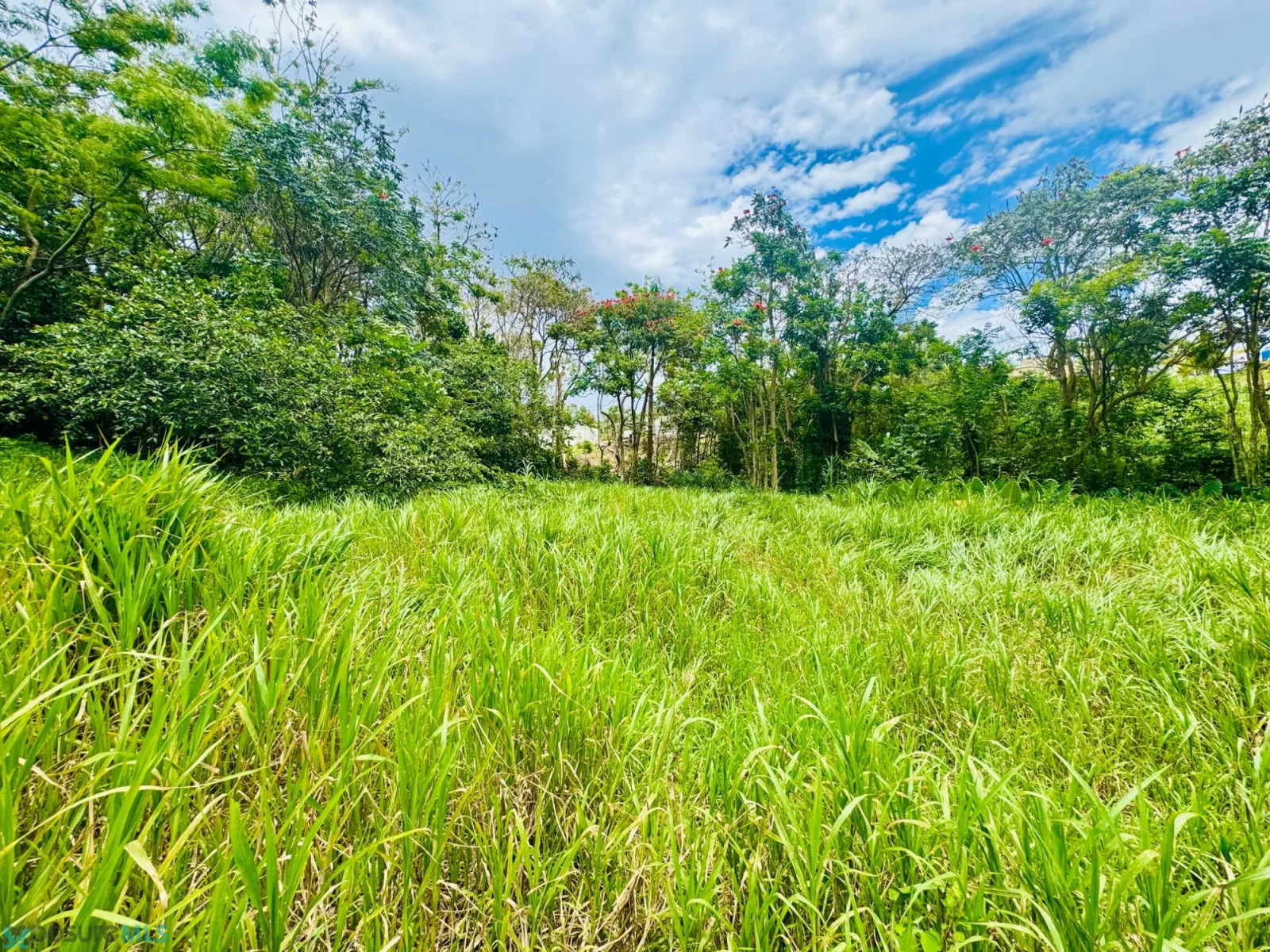 Terreno en Barrio Capa, moca - foto 11