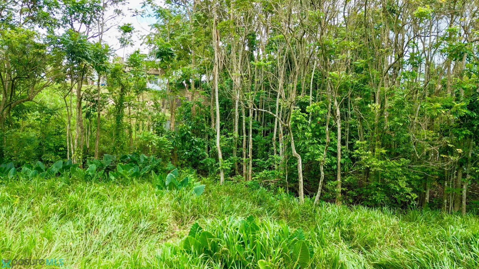 Terreno en Barrio Capa, moca - foto 7
