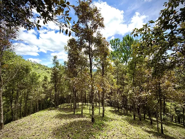 Bo. Culebra Bajo, Terreno en Cayey venta en Cayey, PR