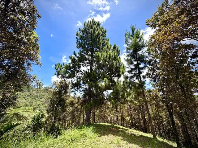 Bo. Culebra Bajo, Terreno en Cayey venta en Cayey, PR