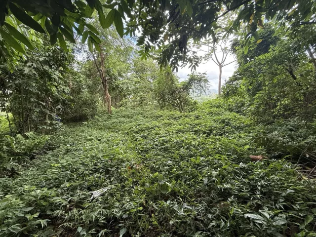 Bo Cañaboncito, Terreno En Caguas venta en Caguas, PR