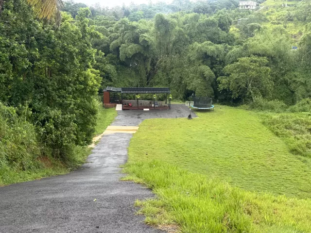 Naranjo venta en Aguada, PR