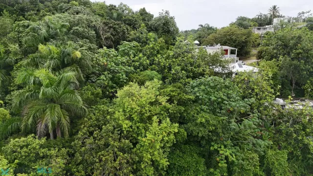 Barrio Piletas venta en Lares, PR