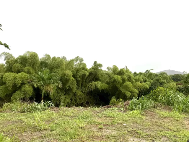 Bo. Arenas, Terreno en Cidra venta en Cidra, PR