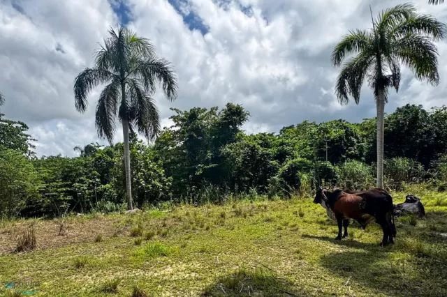 Barrio Cibao venta en Camuy, PR