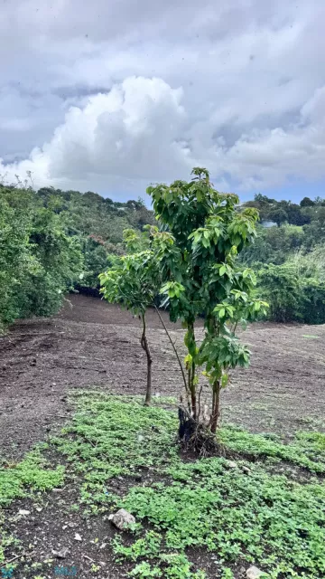 Barrio Santa Cruz venta en Carolina, PR