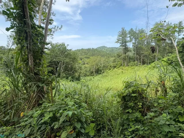 Barrio Naranjo venta en Moca, PR