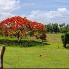 Adán F. Muñiz-lucca